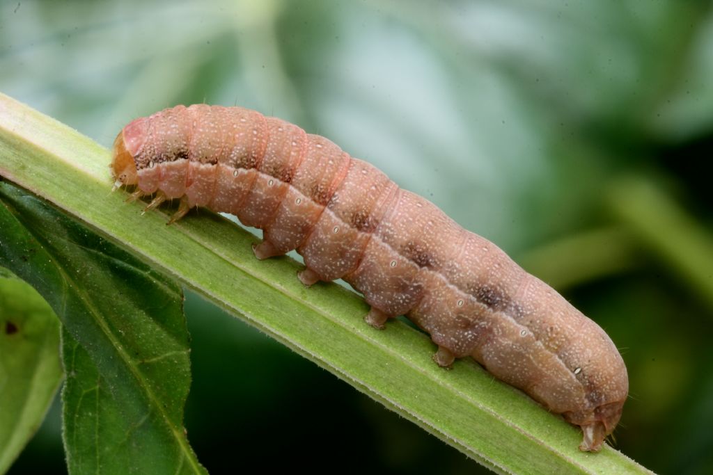 Bruco di... Orthosia gracilis (Noctuidae)